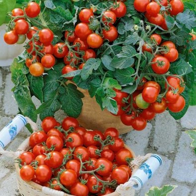 Pensas tomaatti 'Vilma'